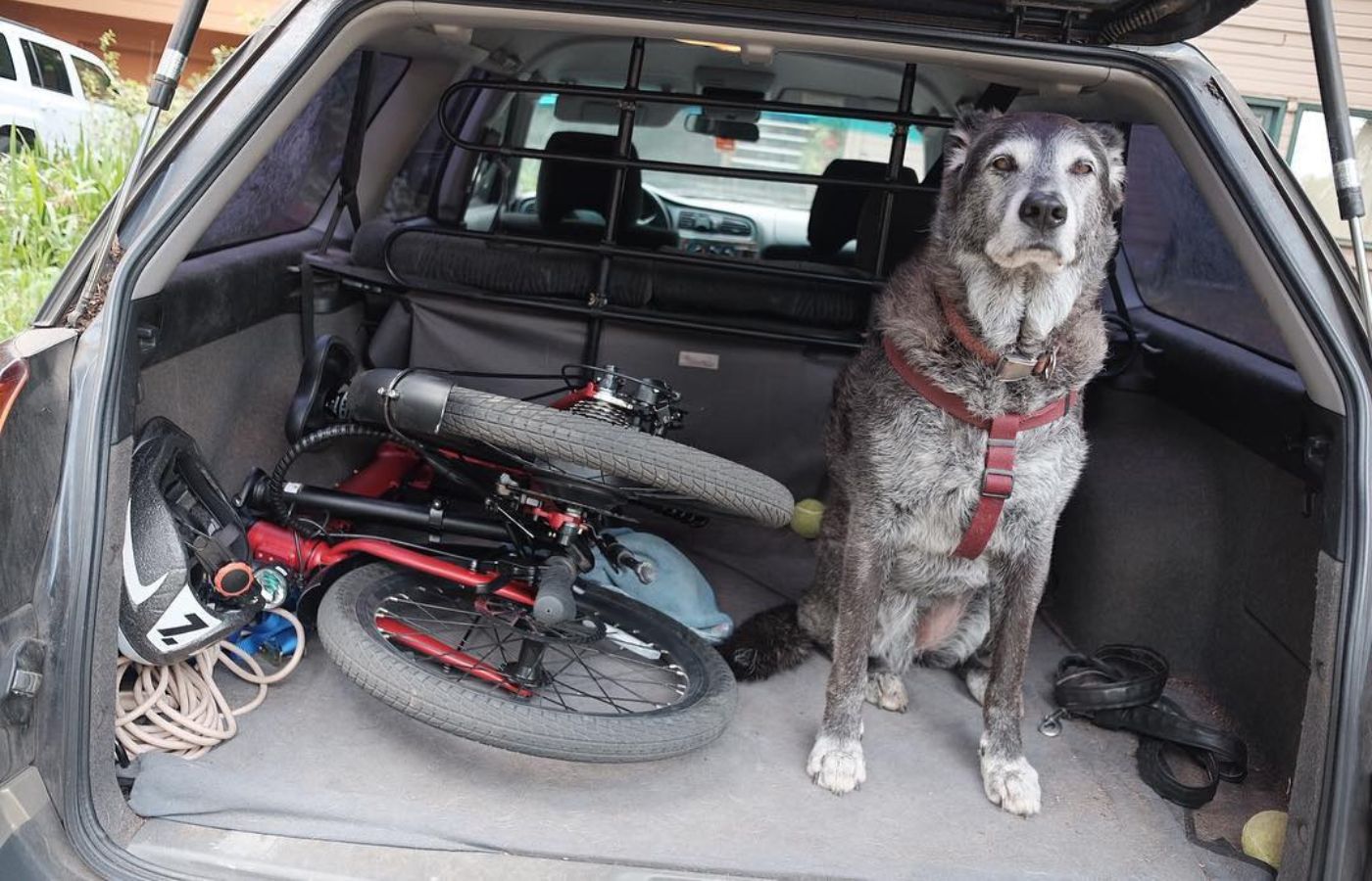 qualisports folding ebike in the car rear truck with dogs