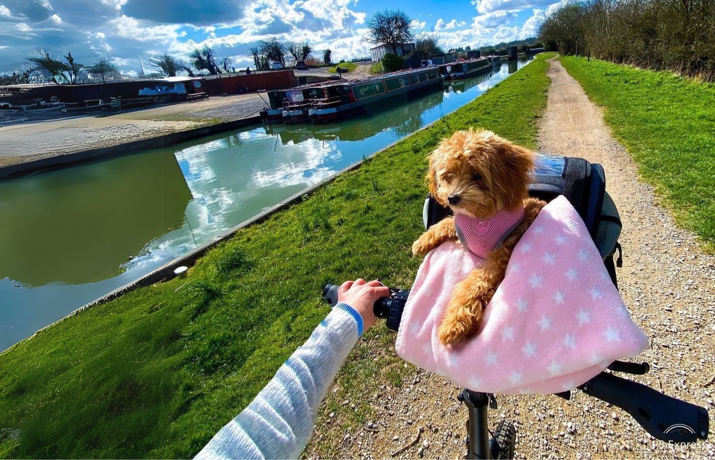 qualisports lightweight folding electric bike with pets
