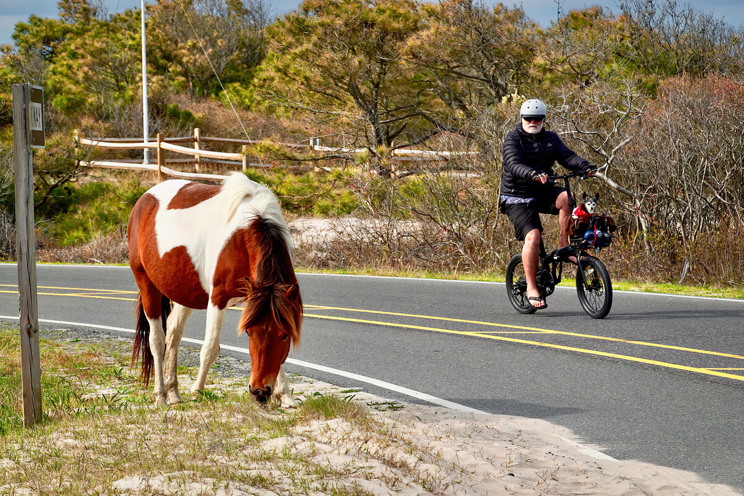 Ride volador e-bike meets a cow