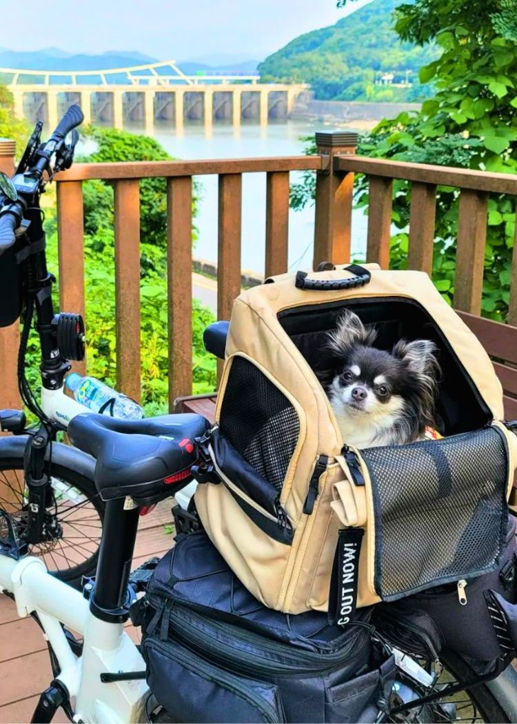 qualisports lightweight folding electric bike with pets